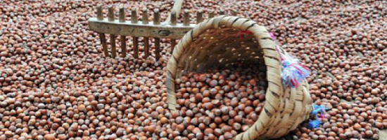 Fındık fiyatları ne zaman açıklanacak? 2019 fındık fiyatları açıklandı