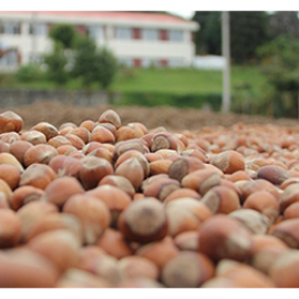 Fındık Üretim İstatistikleri