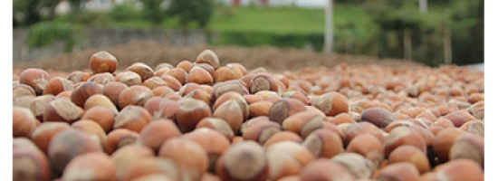 Fındık Üretim İstatistikleri